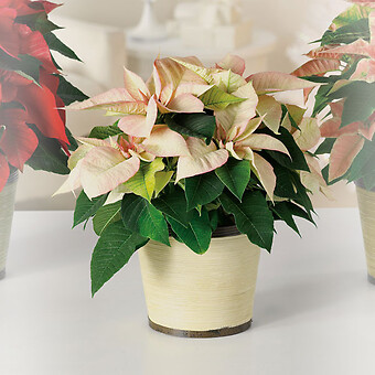 Cream Poinsettia